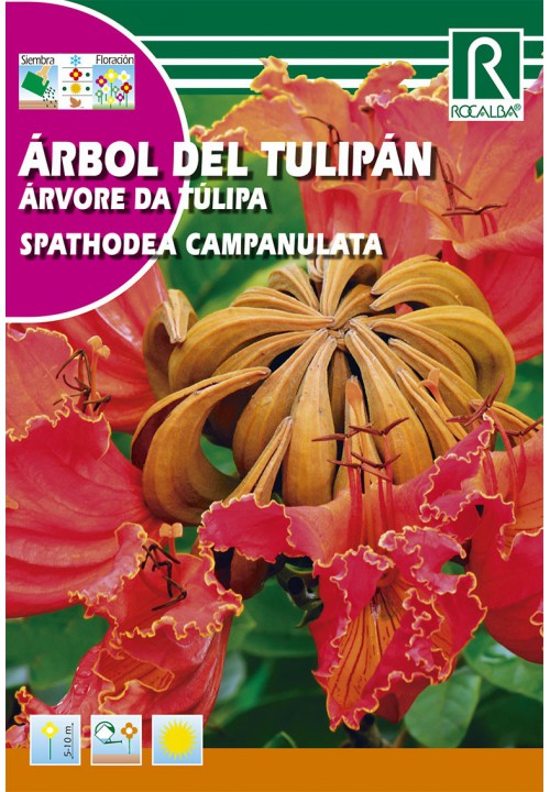 Africký tulipán (Spathodea campanulata)