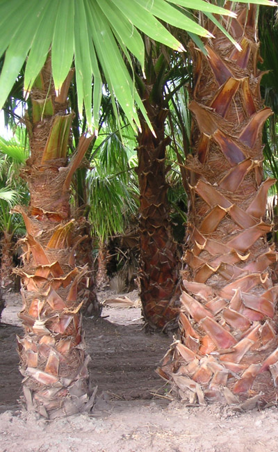 Palmovka obrovská (Washingtonia robusta) 5 semien