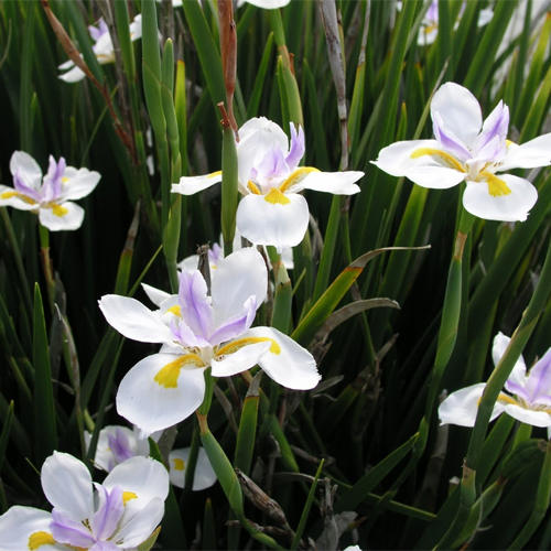 Veľkokvetý iris (Dietes grandiflora) 5 semien