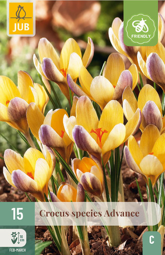 Virághagyma Krókusz Advance 15 db JUB
