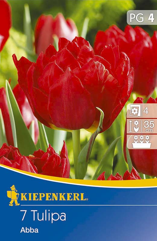Tulipánové cibule, plný Kiepenkerl Abba 7 ks
