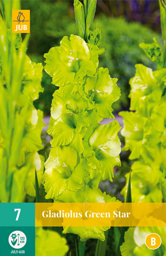 Žiarovka Meč Kvet Zelená hviezda 7 ks JUB