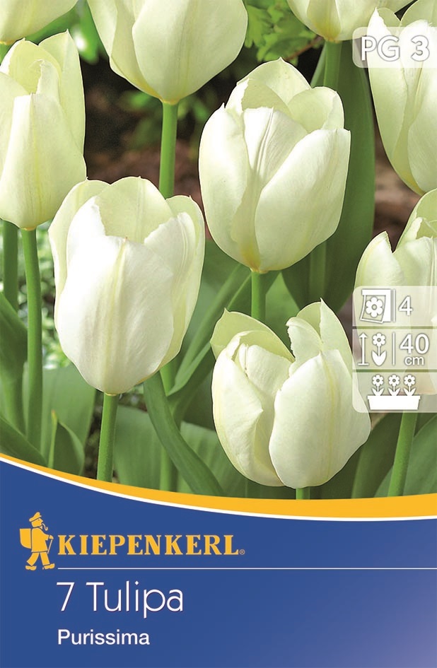 Tulipánové cibule Fosteriana, Kiepenkerl Weißer Kaiser 7 ks