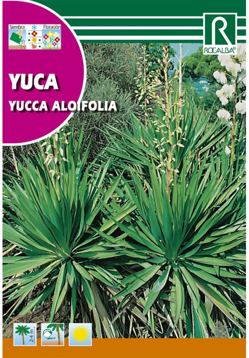 Juka (Yucca aloifolia)