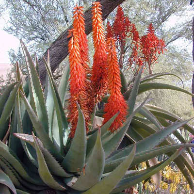 Aloe kapská (Aloe ferox) 5 semien