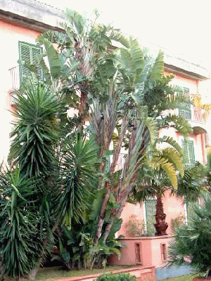 Palma pútnikov (Ravenala madagascariensis) 5 semien