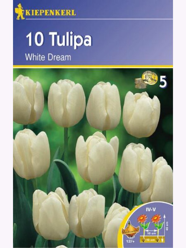 Tulipánové cibule Triumf, Kiepenkerl White Dream 10 ks