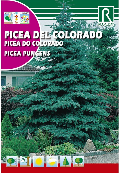 Smrek pichľavý (Picea Pungens)