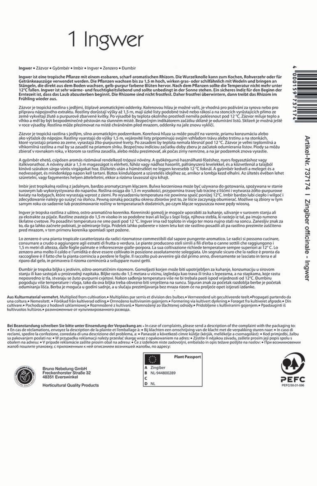 Zázvorové hľuzy Kiepenkerl 1 kus