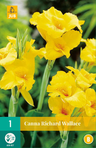 Virághagyma Canna Richard Wallace 1 db JUB