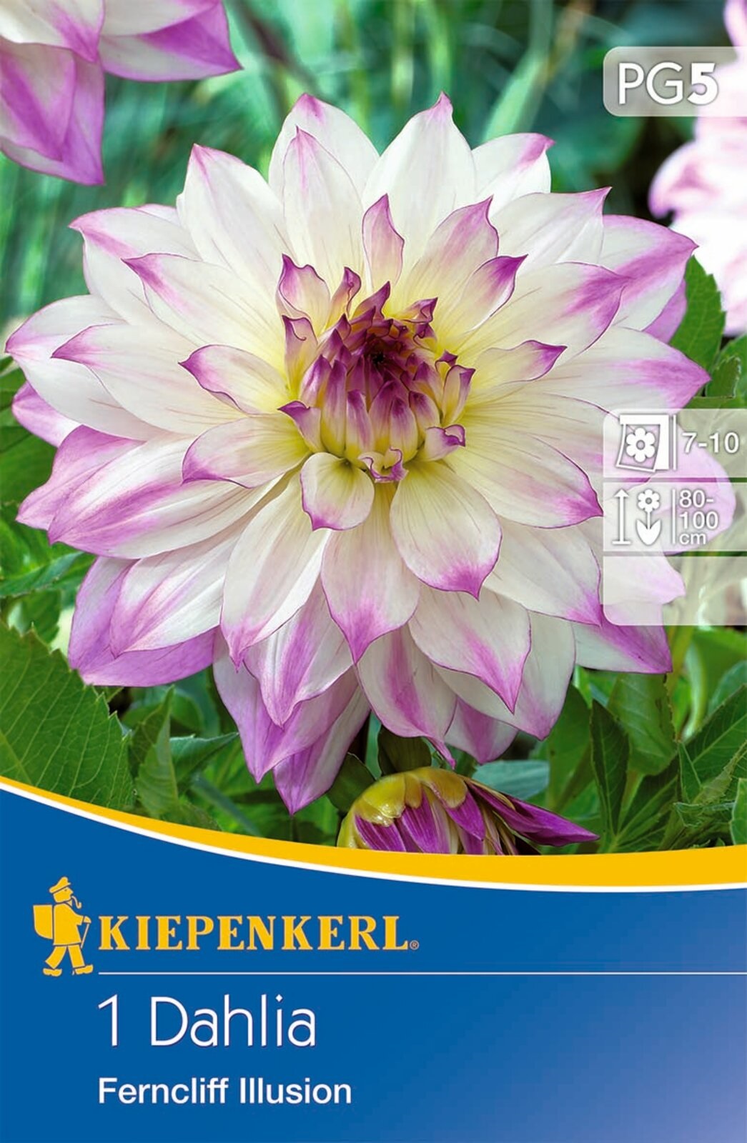 Flower bulb Dahlia Ferncliff Illusion (white-purple-yellow) Kiepenkerl 1 pc