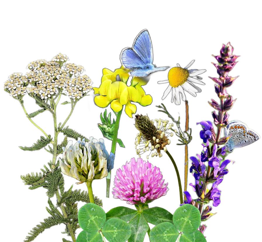 Vadvirágom őshonos magyar virágmag keverék Virágos ősgyep 50g