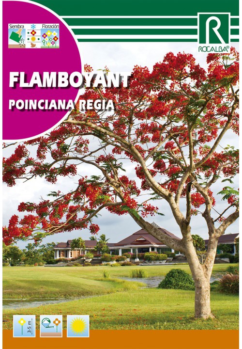 Pillangófa (Caesalpinia poinciana regia) Rocalba 1 g