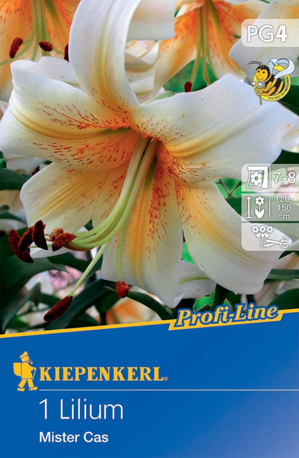 Kvetinová cibuľka Lily Mister Cas Kiepenkerl 1 ks