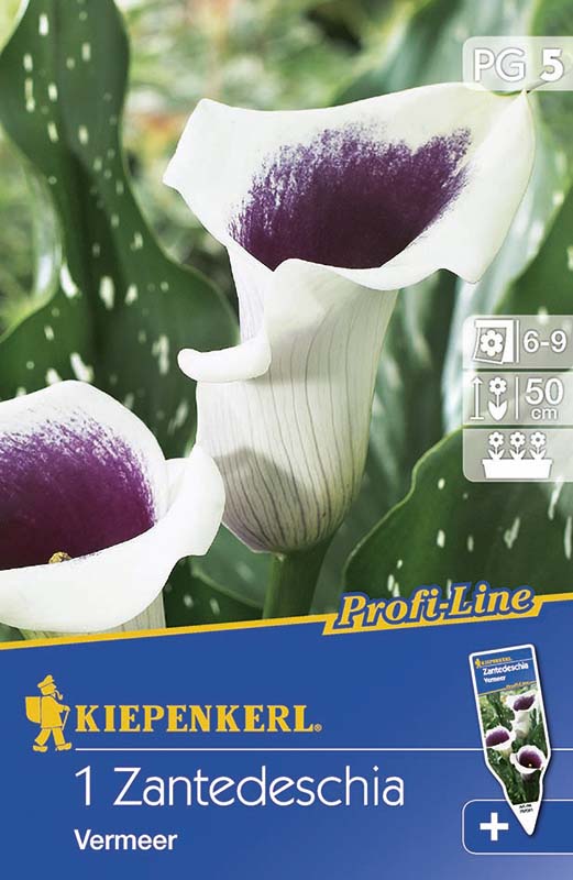 Cibule kvetov Kiepenkerl Kála Verme 5 ks