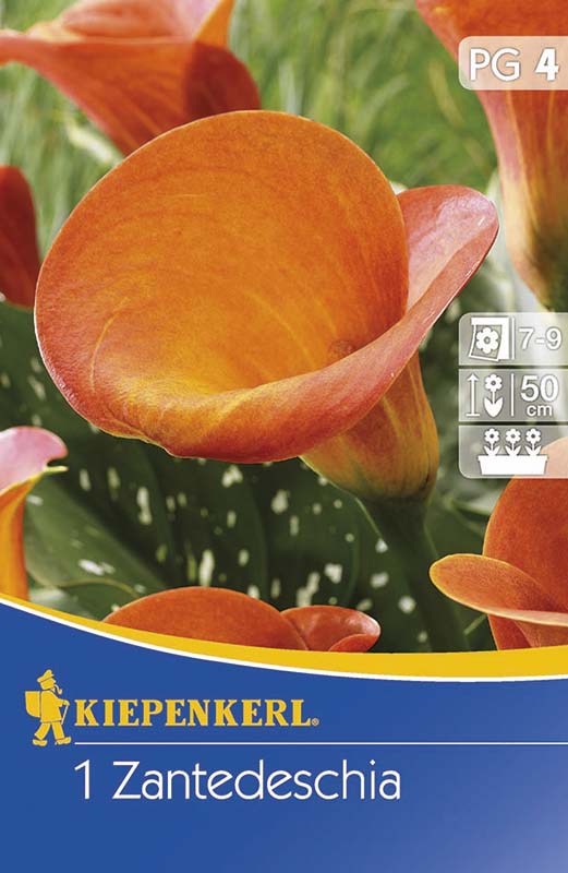 Cibule kvetov Kiepenkerl Kála (oranžová) 4 ks