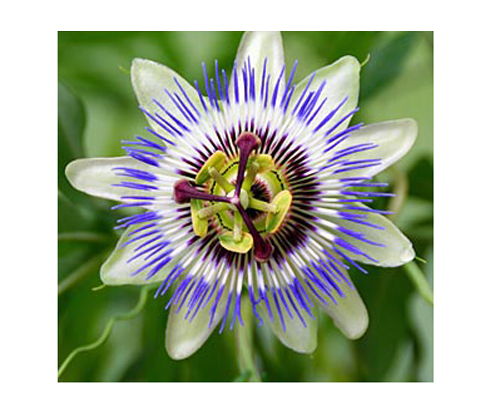 Mučenka modrokvetá (Passiflora caerulea) 5 semien