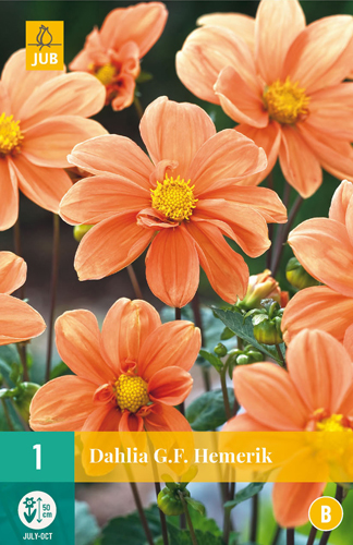 Kvetinová cibuľka Dahlia G.F. Hemerik 1 kus JUB