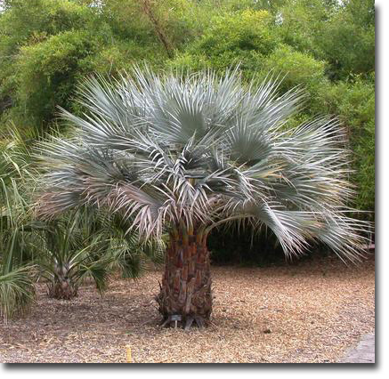  Mexická modrá palma (Brahea armata) 5 semien