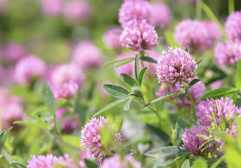 Ďatelina červená NIKE 25 kg