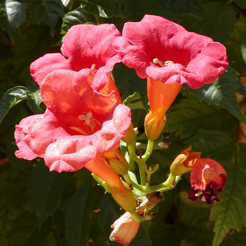 Trúbkovec koreňujúci (Campsis radicans) 5 semien