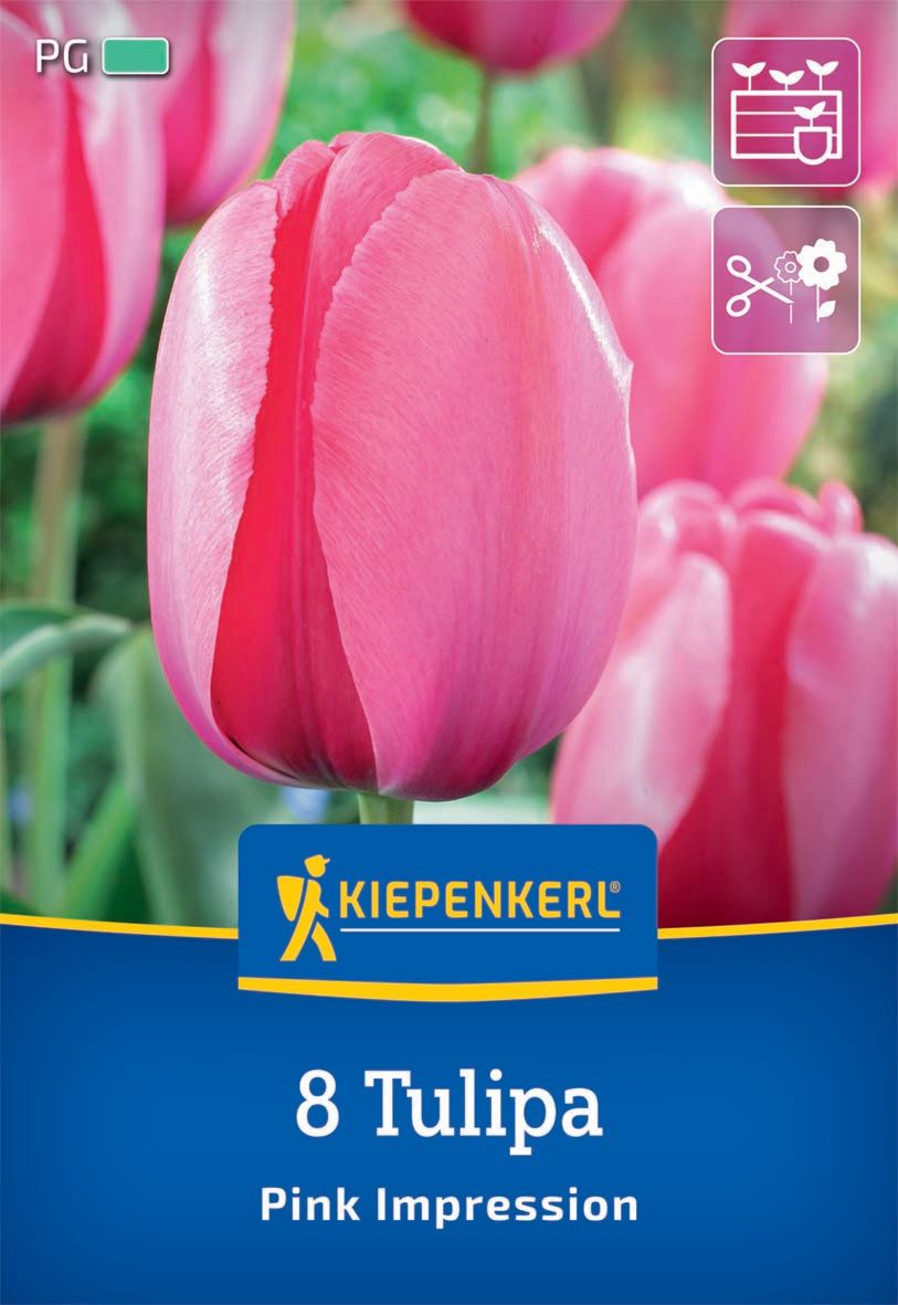 Virághagyma Tulipán Pink Impression Kiepenkerl 8 db