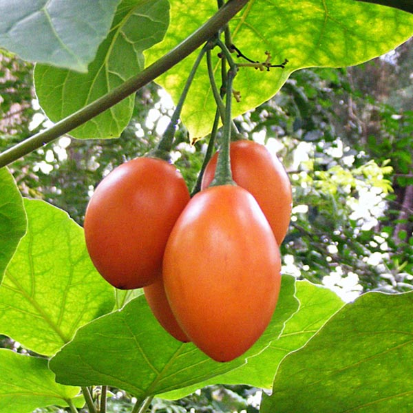 Tamarillo (Solanum betaceum) 5 semien