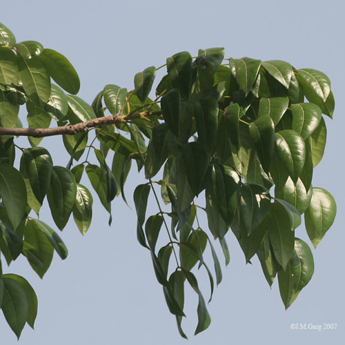 Valódi mahagóni (Swietenia mahagoni) 5 szem