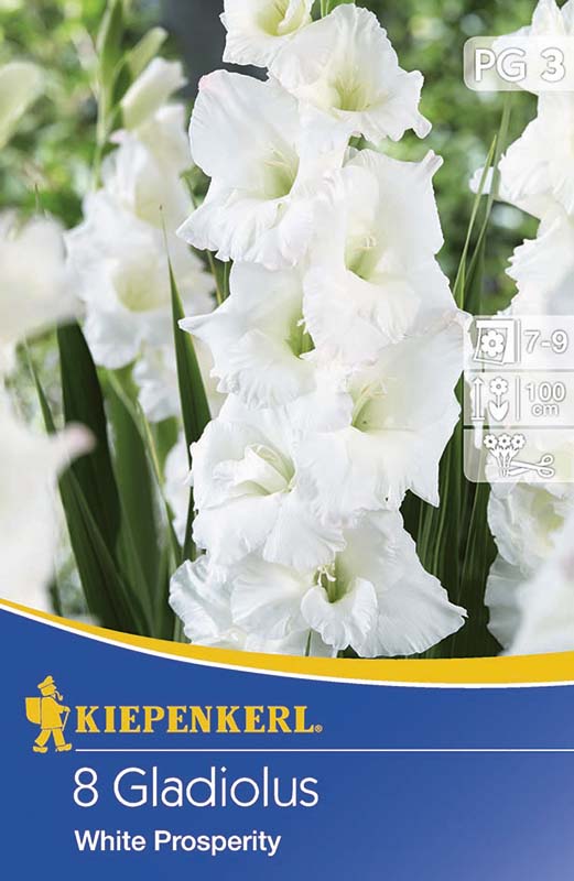 Cibule kvetov Kiepenkerl Mečík White Prosperity 3 ks