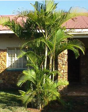 Areka palma (Dypsis lutescens) 5 semien