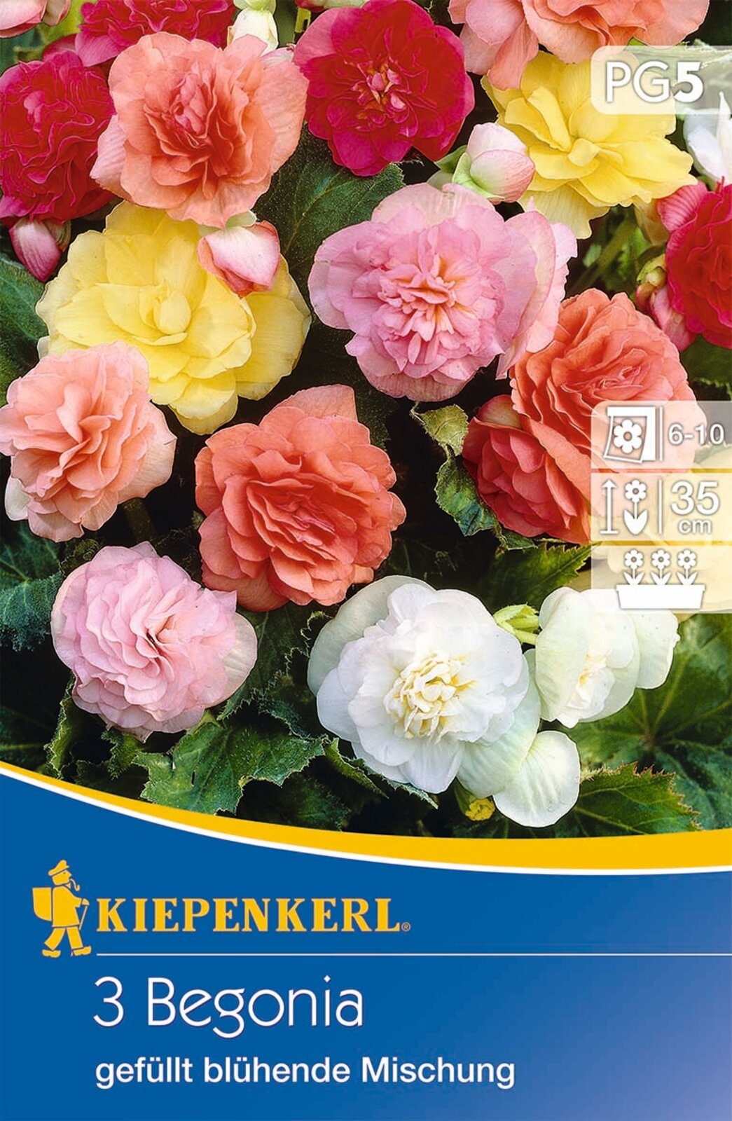Virághagyma Gumós begónia (teltvirágú) színkeverék Kiepenkerl 3 db