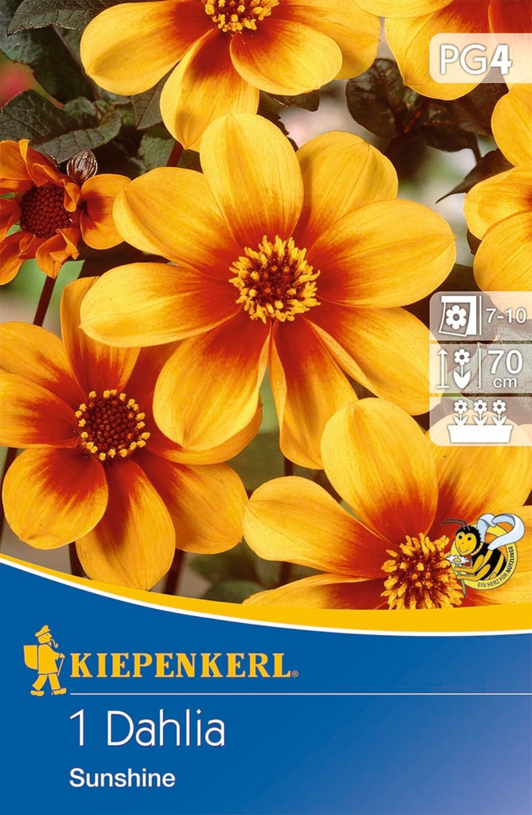Flower bulb Dahlia Sunshine (yellow-orange) Kiepenkerl 1 pc