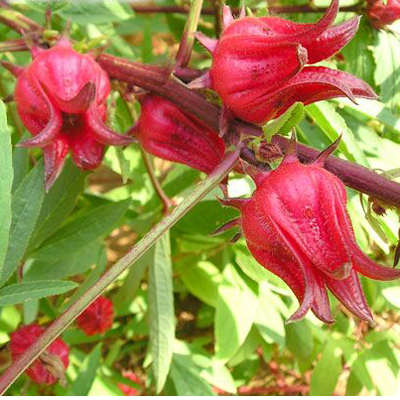 Ibištek sudánsky (Hibiscus sabdariffa ) 5 semien