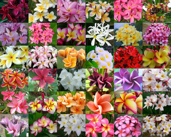 Frangipáni (Plumeria rubra) 5 szem