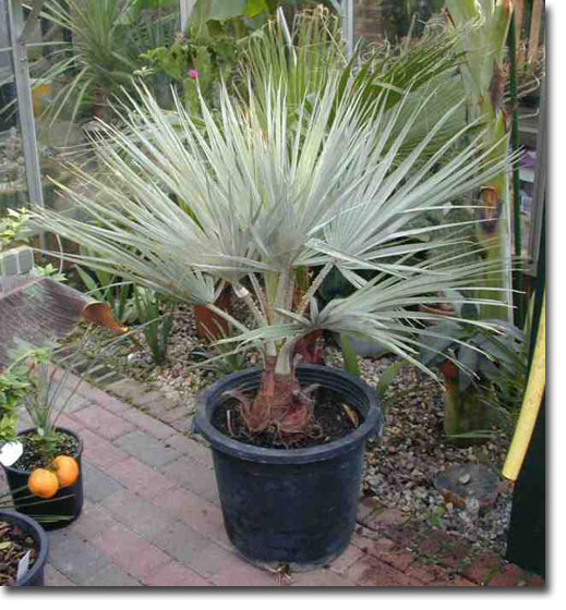  Mexická modrá palma (Brahea armata) 5 semien
