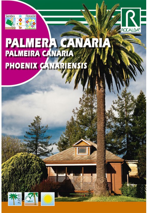 Palma kanárska  (Phoenix canariensis)