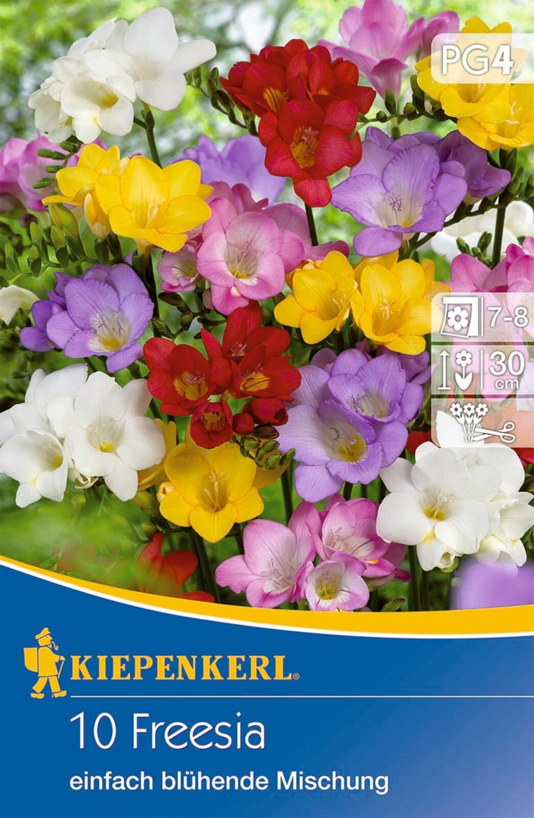 Virághagyma Frézia (Freesia) egyszerű virágú színkeverék Kiepenkerl 10 db
