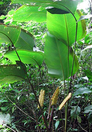 Zebrový list (Calathea crotalifera) 5 semien