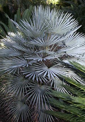Palmička nízka  (Chamaerops humilis) 5 semien