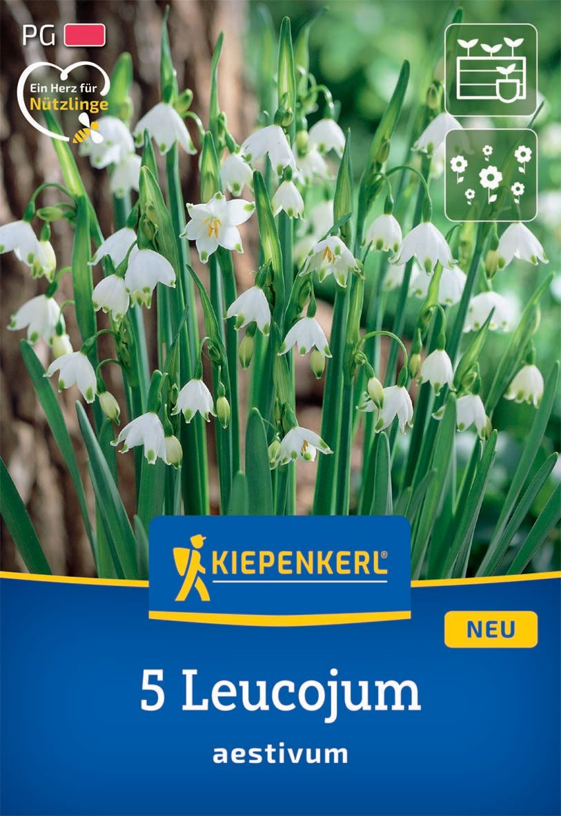 Virághagyma Tavaszi tőzike (Leucojum aestivum) Kiepenkerl 5 db