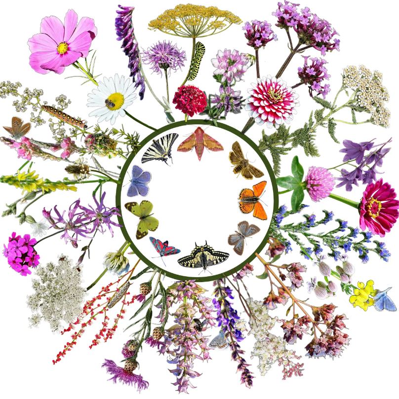 Vadvirágom őshonos magyar virágmag keverék Lepkecsalogató 5g