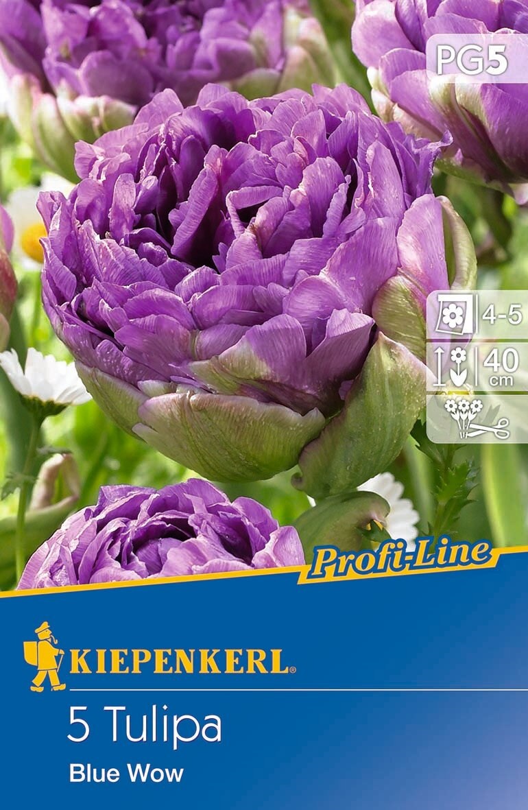 Virághagyma Tulipán Blue Wow 5db Kiepenkerl