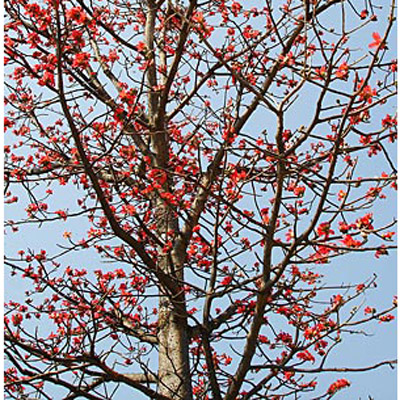 Vörös selymesgyapotfa (Bombax ceiba) 5 szem