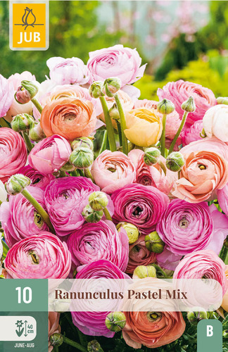 Virághagyma Boglárka (Ranunculus) Pastel Mix 10 db JUB