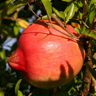 Gránátové jablko (Punica granatum) 5 semien