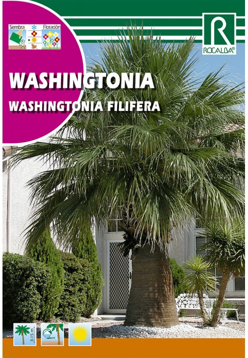 Palmovka papraďovitá (Washingtonia filifera)