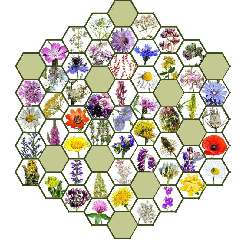 Vadvirágom őshonos magyar virágmag keverék Méh Ne? 5g