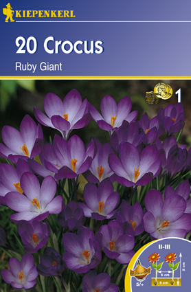 Krókus botanický, Kiepenkerl Ruby Giant 20 ks
