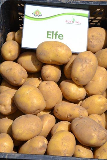 Sadbové zemiaky morené  "Elfe" 50 ks