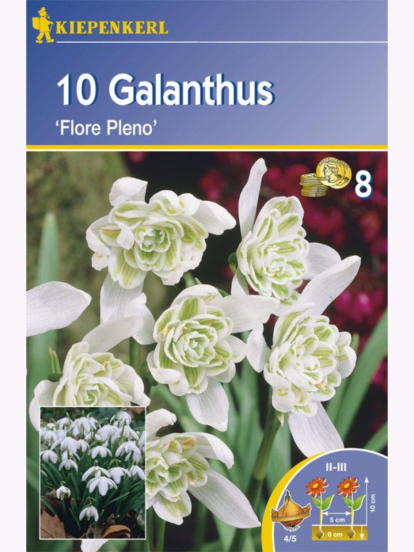 Hóvirághagyma telt virágú Flore Pleno Kiepenkerl 15 db